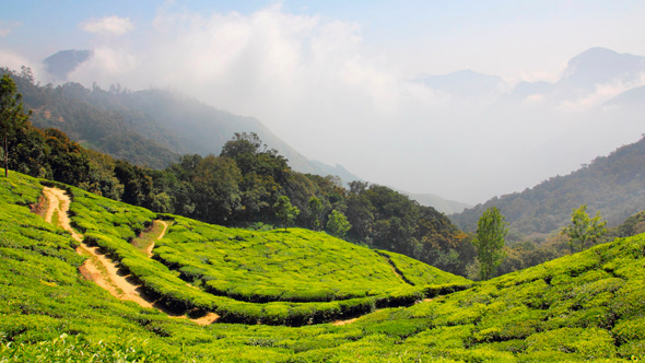 Mountain Tea Plantation In Munnar
