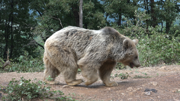 Bear Walking on a Path