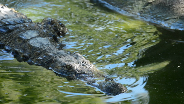 Crocodile or Alligator in Water