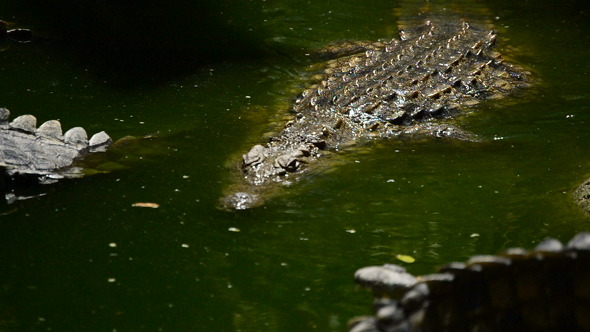 Crocodile Walking to the River