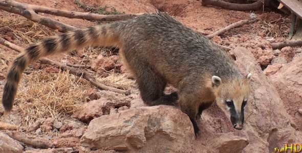 Coati