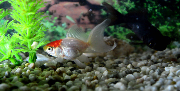 White and Black Goldfish