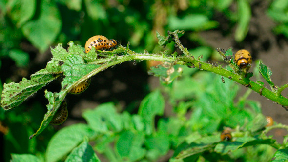 Colorado Beetle Larva Agriculture Pest