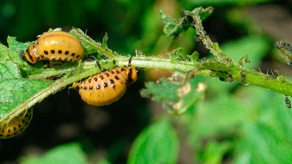 Colorado Beetle Larva 