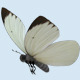 Realistic White Butterflies - VideoHive Item for Sale