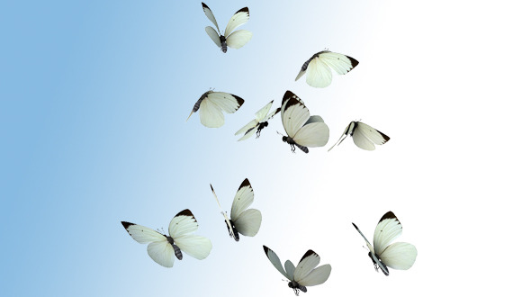Realistic White Butterflies