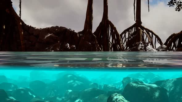 Above and Below the Sea Surface Near Mangrove Trees alt