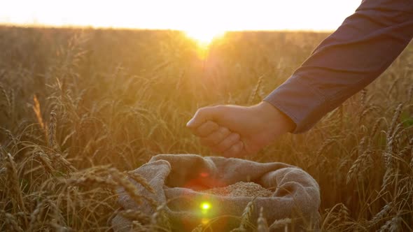 Farmer Businessman Hands Touching and Sifting Wheat Grains in Sack at Sunrise