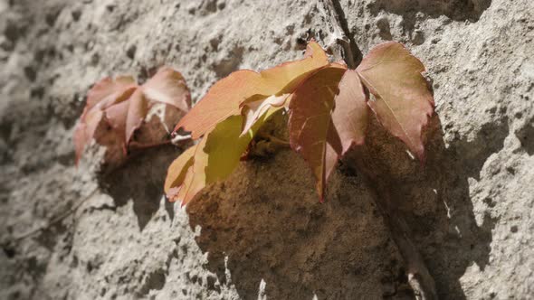 Golden leafs clambering plant on bumpy white facade sunny side 4K 2160p 30fps UltraHD footage - Hede