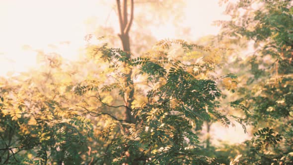 Sunbeams in Foggy Green Forest alt