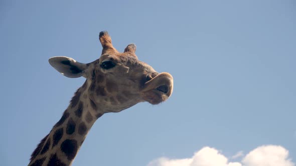 Head of an African Giraffe in a Zoo Munching Food