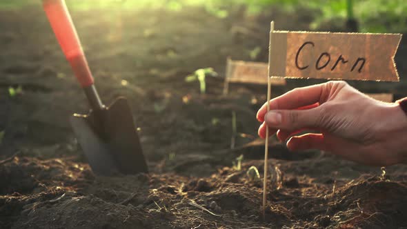 The Farmer Girl Marks The Plantation Field With The Name Of The Type Of Crops That Are Sown