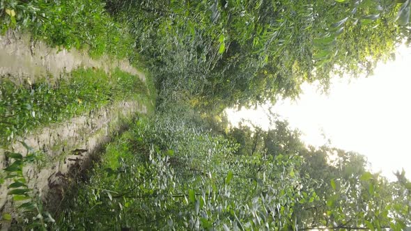 Vertical Video of a Beautiful Forest in Summer