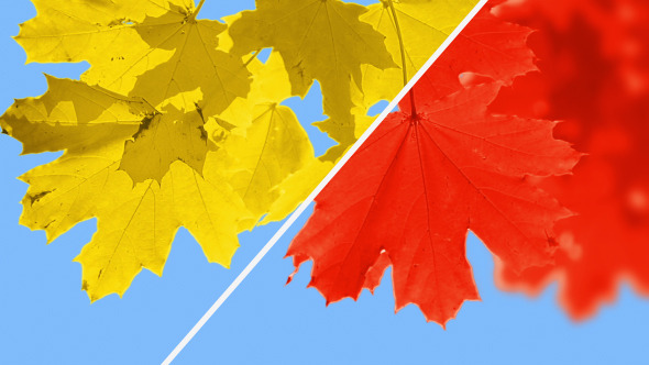 Change the Color of the Leaves alt