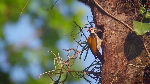 Black-rumped flameback in Bardia national park, Nepal