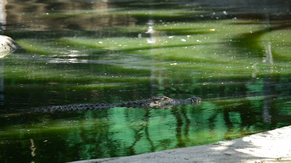 Crocodile or Alligator in River