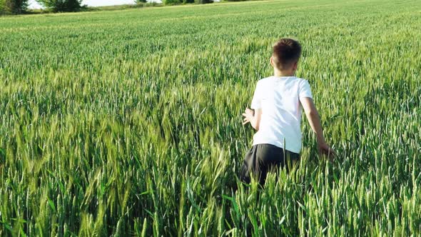 Boy With his Back is Running Over the Wheat in the Field 