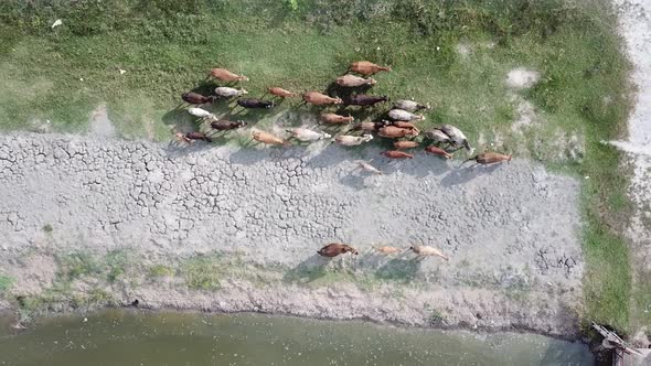 Cows walk along river bank