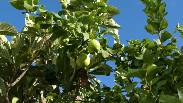Unripe Green Lemons on the Branch Tree 867