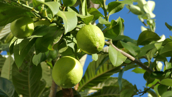 Unripe Green Lemons on the Branch Tree 868