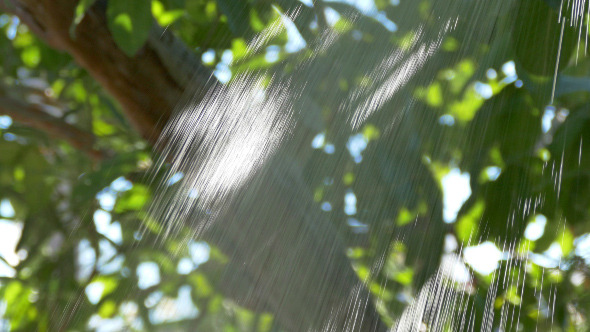Jet of Water from a Garden Shower 875