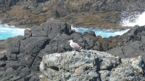 Seagull Sitting on the Rocks 894