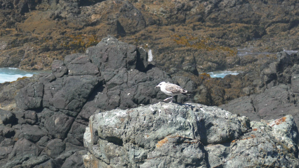 Seagull Sitting on the Rocks 895