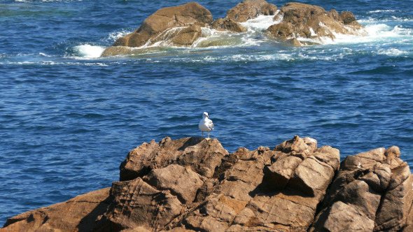 Seagull Sitting on the Rocks 899