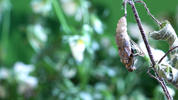 Butterfly Emerging from a Pupa