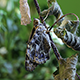 Butterfly Fresh Out of Pupa - VideoHive Item for Sale