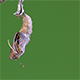 Butterfly Clumsily Emerging from a Pupa - VideoHive Item for Sale