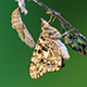 Butterfly Sitting on a Branch - VideoHive Item for Sale