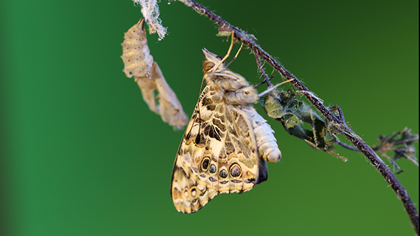 Butterfly Sitting on a Branch