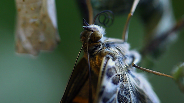 Extreme Close Up of Butterfly Rolling His Tongue