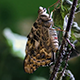 Butterfly Sitting on a Branch - VideoHive Item for Sale