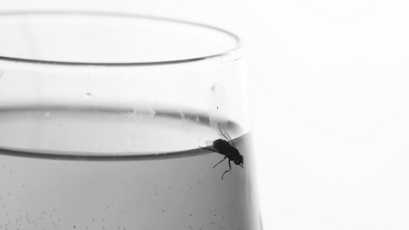 Fly On A Glass of Water