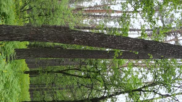 Vertical Video of a Beautiful Green Pine Forest on a Summer Day Slow Motion