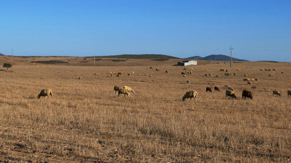 Flock of Sheep Grazing on Fields 914