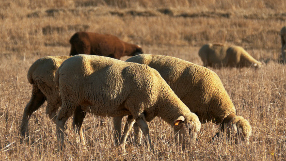 Flock of Sheep Grazing on Fields 915