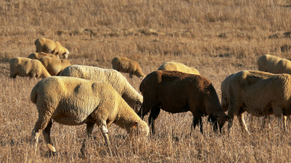 Flock of Sheep Grazing on Fields 916