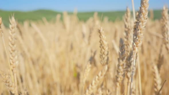 Walking Through The Rye Field 2