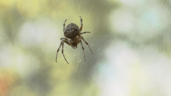 Spider on Cobweb in Nature