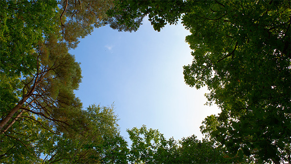 Sky and Clouds in the Forest Treetops