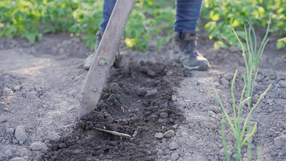 Farmer Sowing Seeds in Soil on Agriculture Field