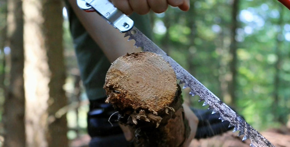 Cutting Tree With Hand Saw In Forest
