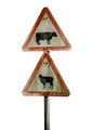 Grungy UK Cattle Warning Sign - PhotoDune Item for Sale
