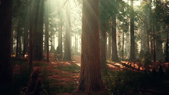 Giant Sequoias in the Giant Forest Grove in the Sequoia National Park