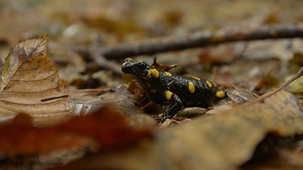 Yellow-Black Salamander 2