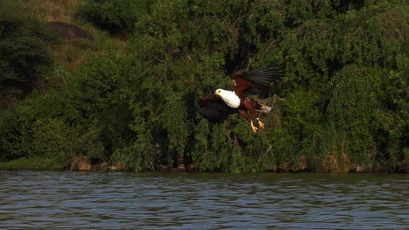 African Fish-Eagle, haliaeetus vocifer, Adult in flight, Fish in Claws, Fishing at Baringo Lake