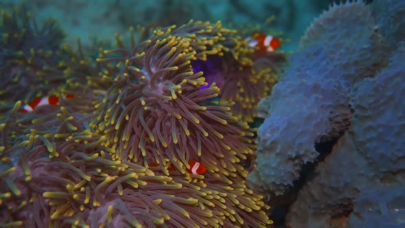 a purple anemone with some clown fish hiding in it. with the current its moving